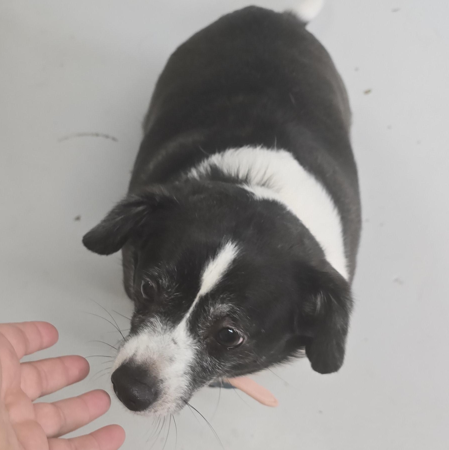 Enlarge Bella, a ADOPTABLE mixed breed in Huntsville, AL image 2/2