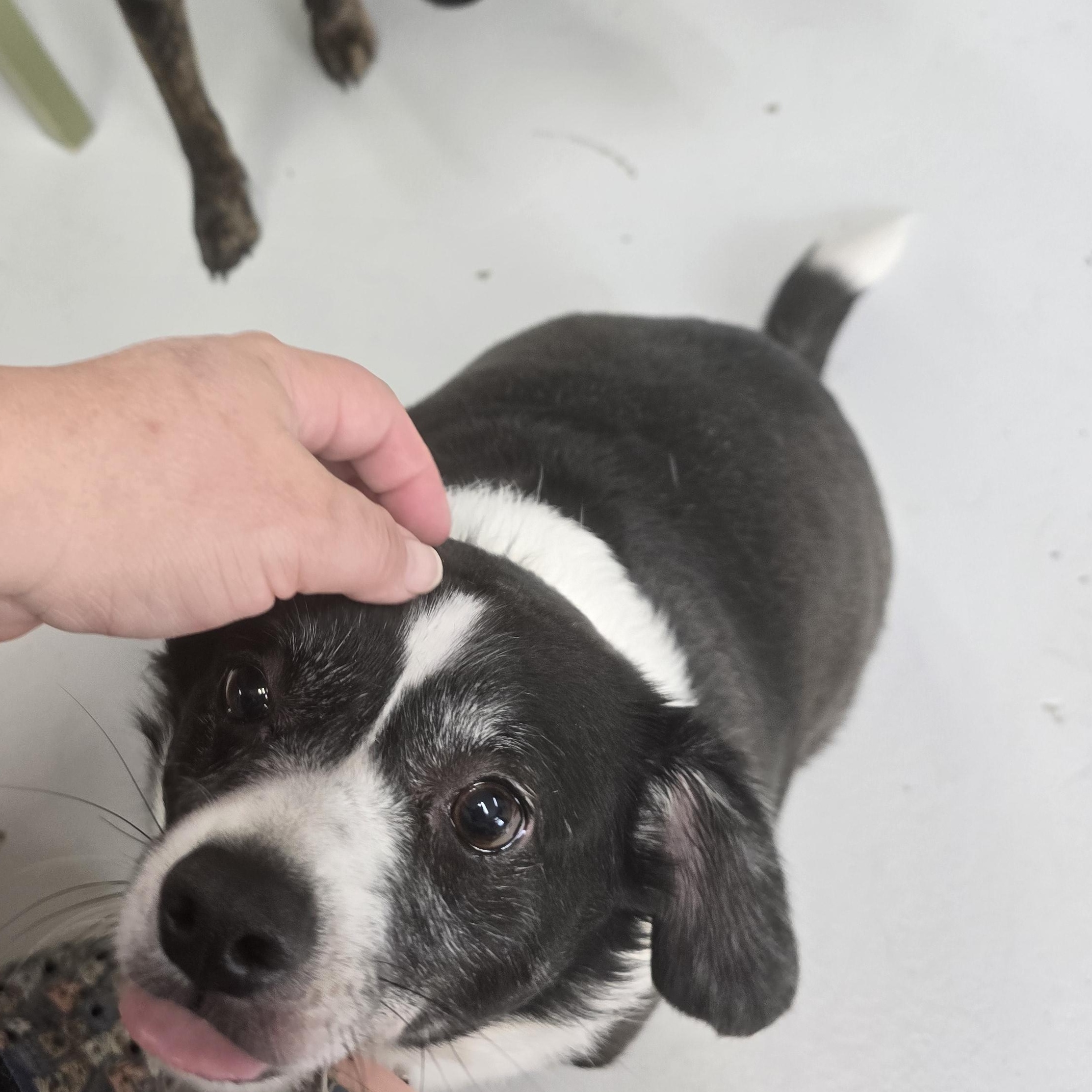 Bella, ADOPTABLE, Adult Female Terrier.