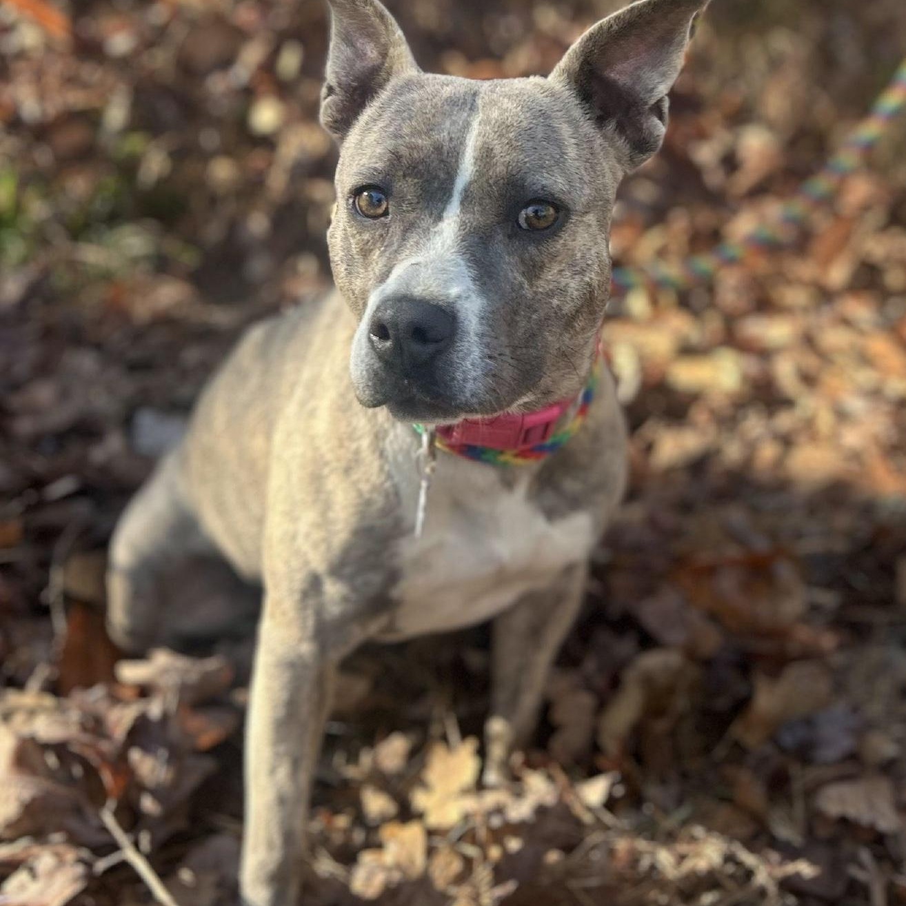 Enlarge Mimi, an adoptable mixed breed in Cedarburg, WI image 4/6