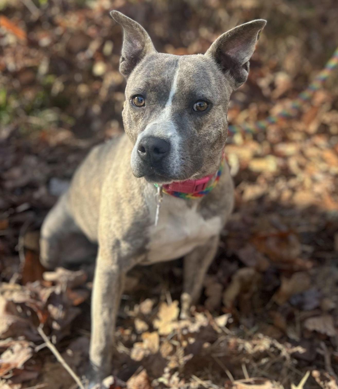 Enlarge Mimi, a ADOPTABLE mixed breed in Cedarburg, WI image 1/4