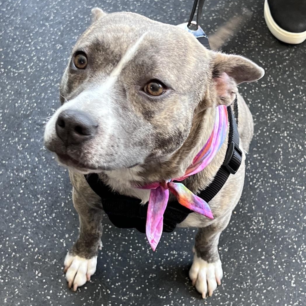 Enlarge Mimi, an adoptable mixed breed in Cedarburg, WI image 2/6