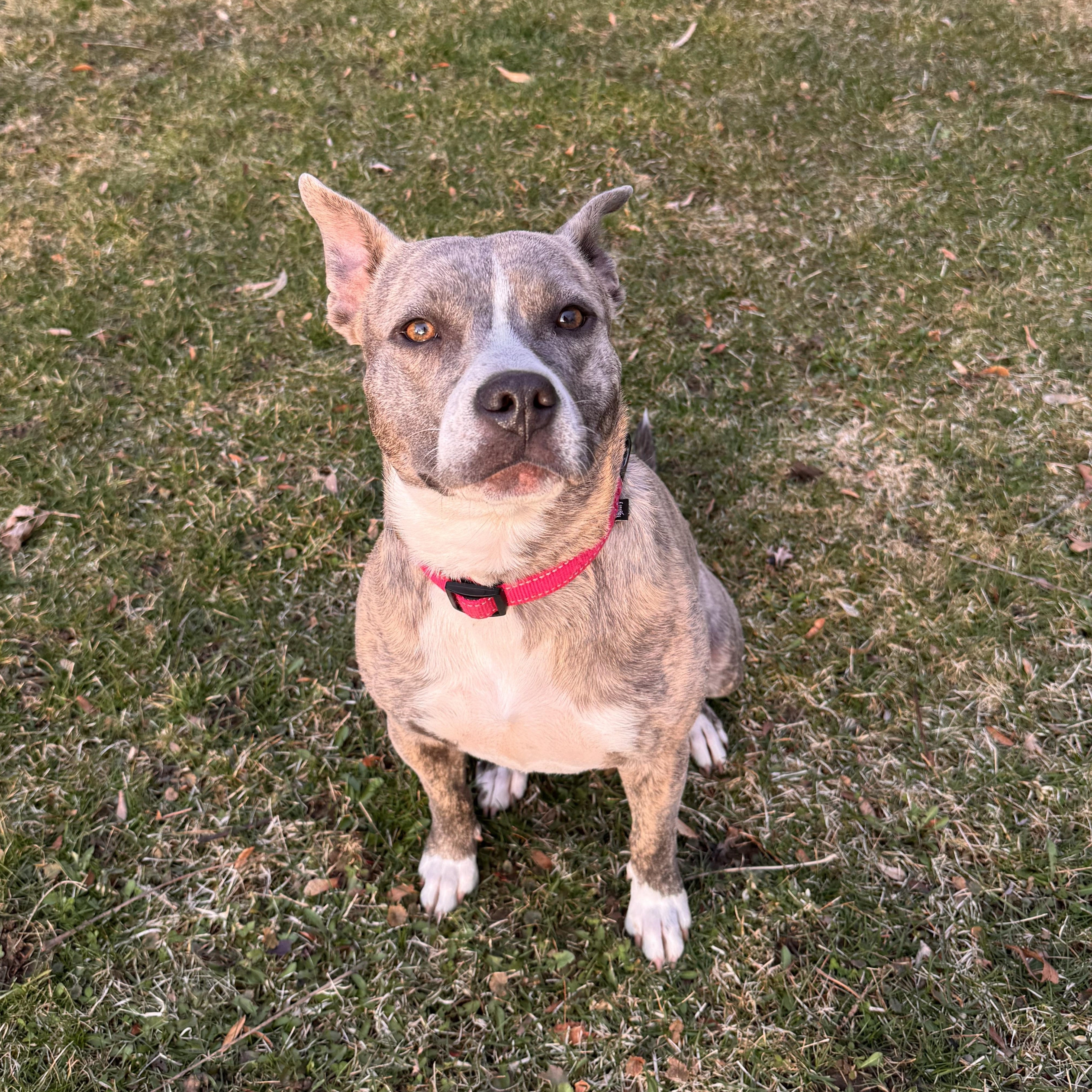 Enlarge Mimi, an adoptable mixed breed in Cedarburg, WI image 6/6
