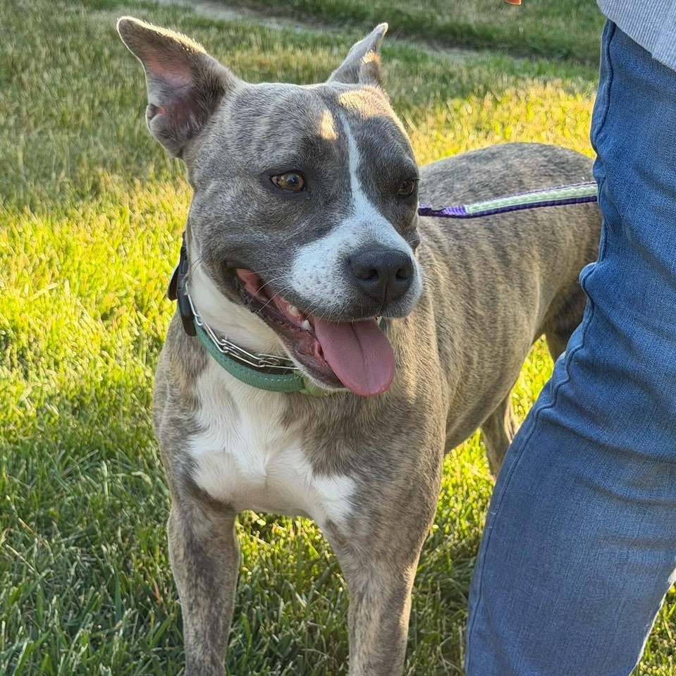 Mimi, an adoptable mixed breed in Cedarburg, WI image 1/6