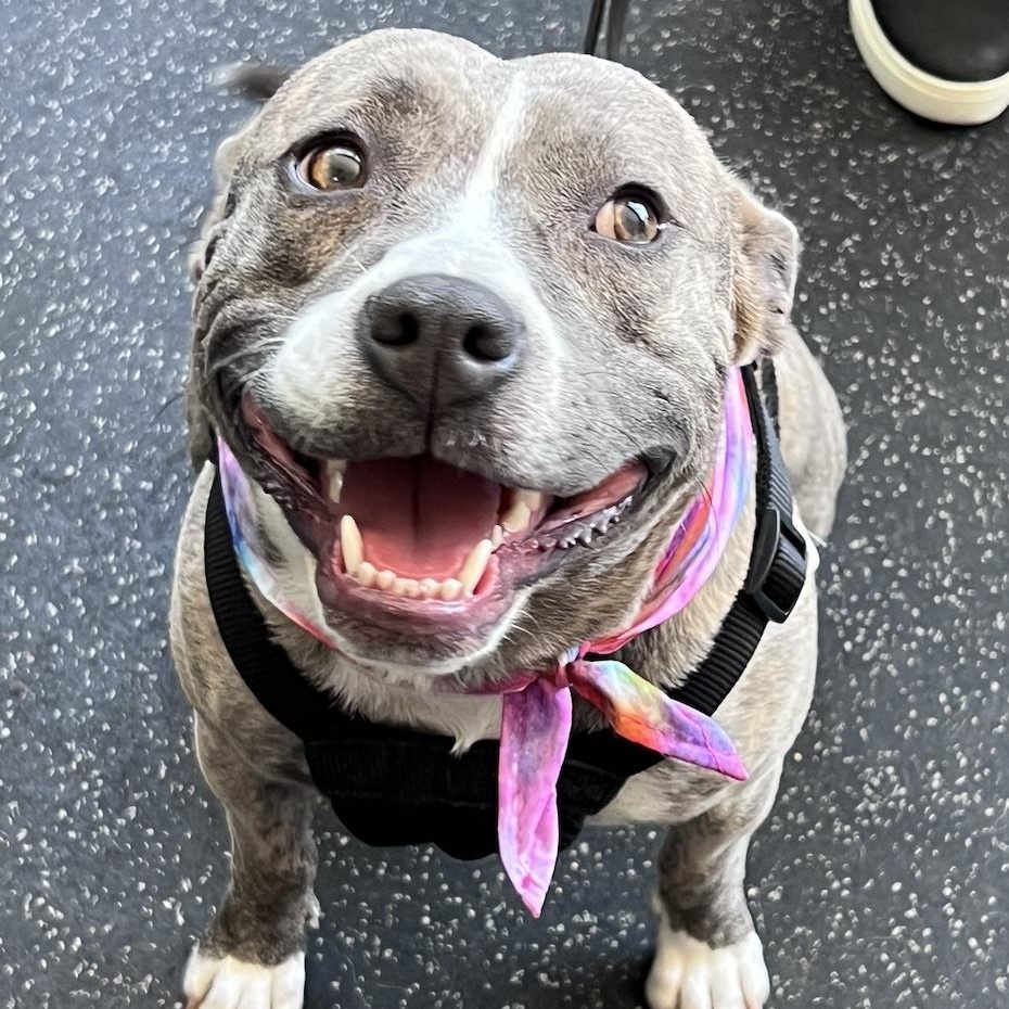 Mimi, adoptable, Young Female Pit Bull Terrier & Mixed Breed.