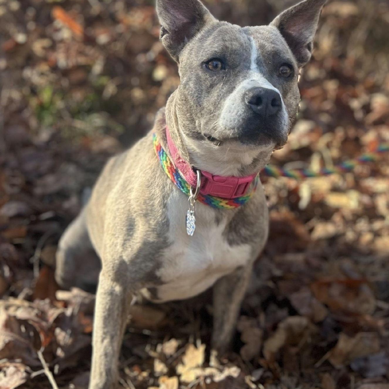 Mimi, adoptable, Young Female Pit Bull Terrier & Mixed Breed.