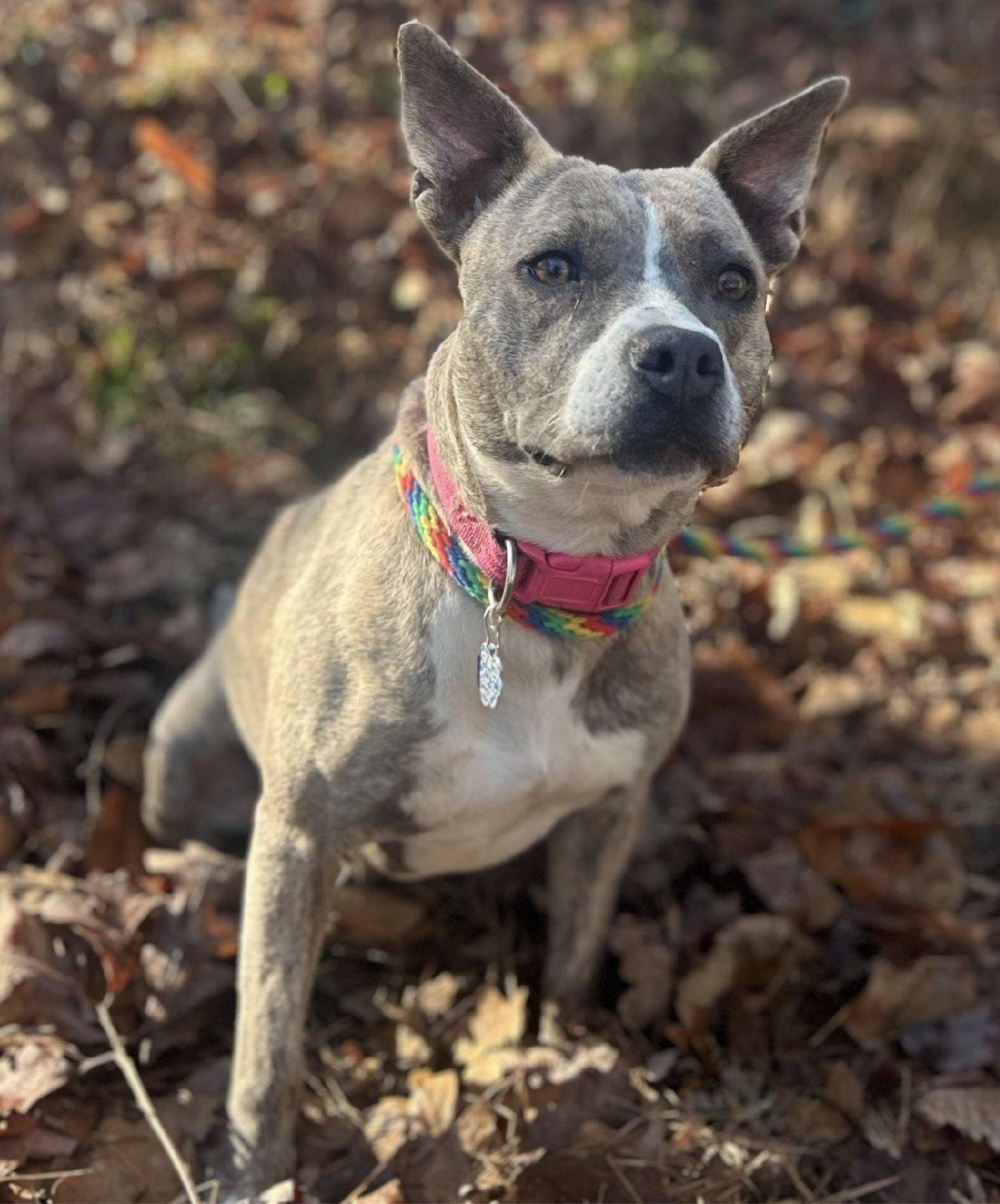 Enlarge Mimi, a ADOPTABLE mixed breed in Cedarburg, WI image 4/4
