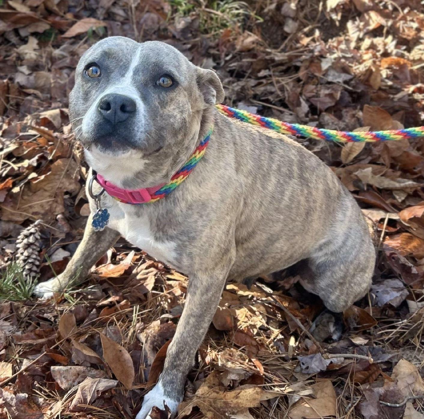 Enlarge Mimi, a ADOPTABLE mixed breed in Cedarburg, WI image 2/4