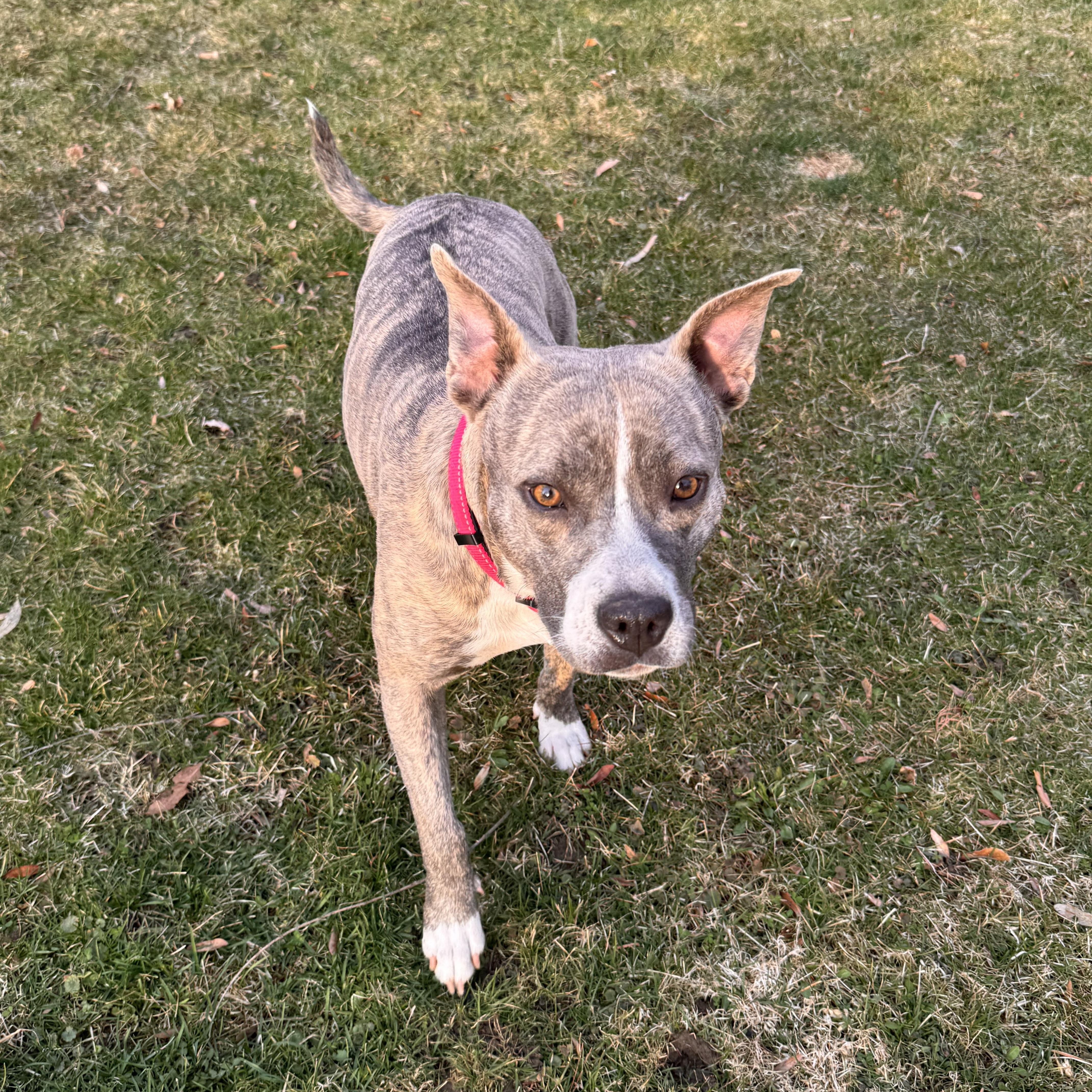 Mimi, adoptable, Young Female Pit Bull Terrier & Mixed Breed.