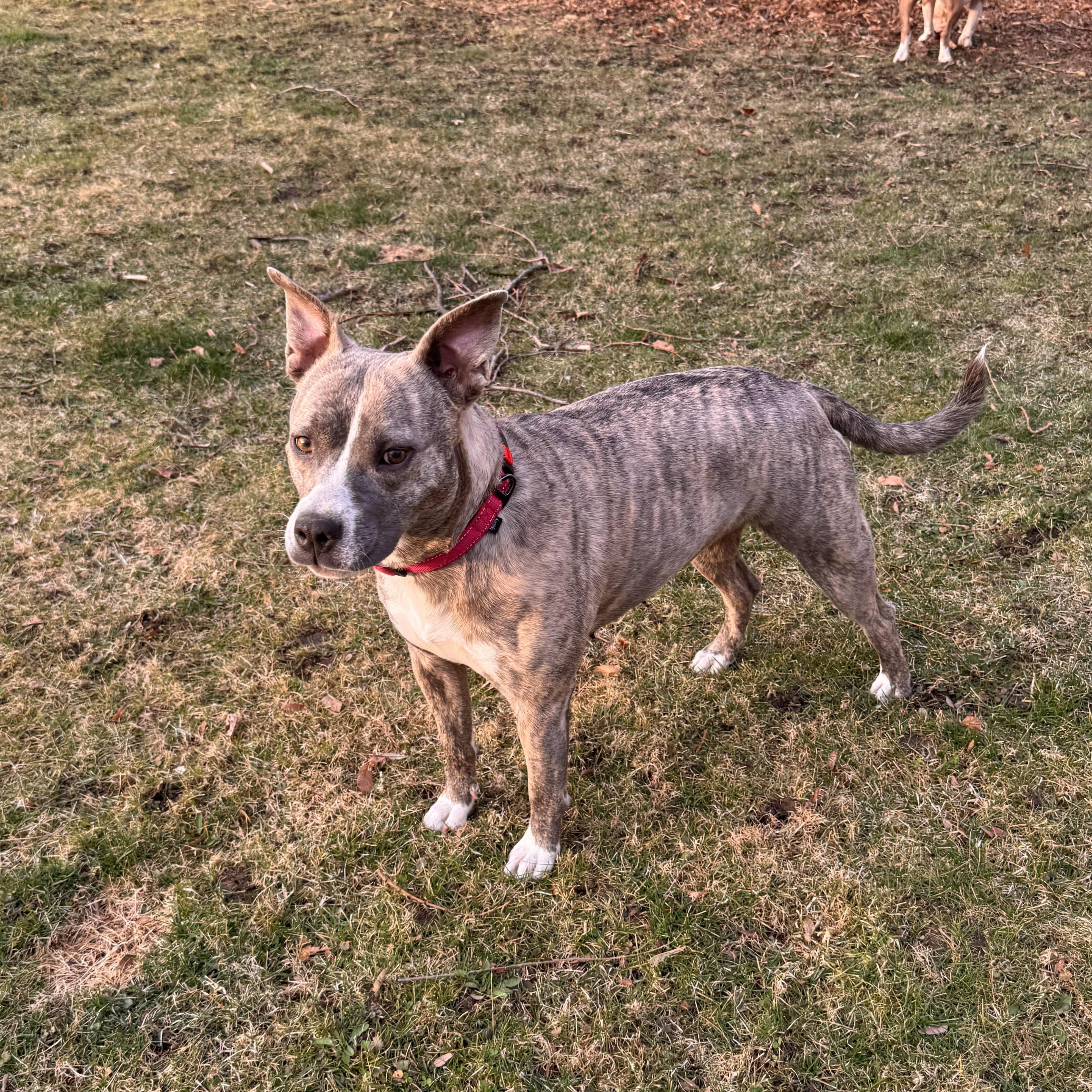 Enlarge Mimi, an adoptable mixed breed in Cedarburg, WI image 5/6