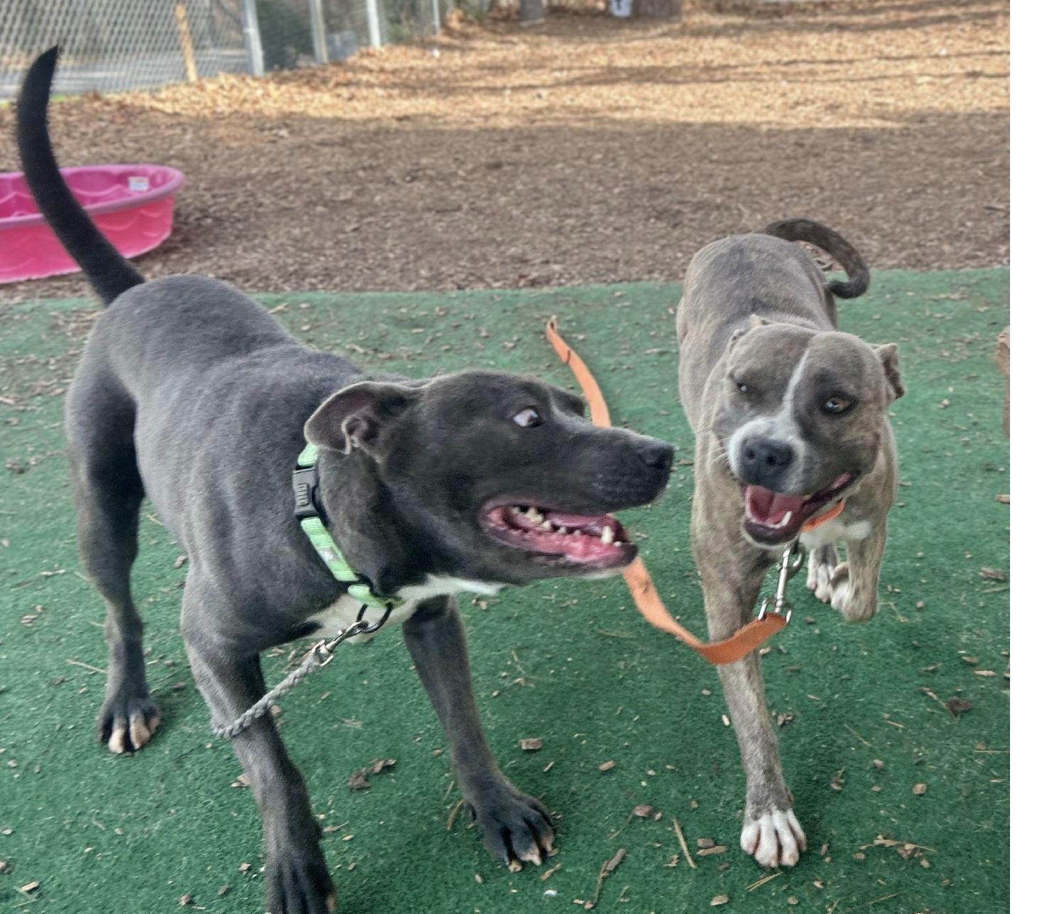 Enlarge Mimi, a ADOPTABLE mixed breed in Cedarburg, WI image 3/4