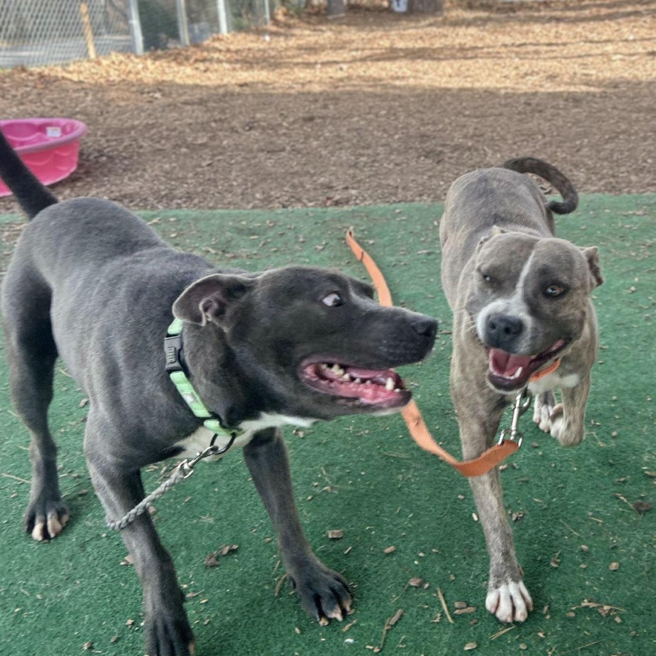 Enlarge Mimi, an adoptable mixed breed in Cedarburg, WI image 5/6