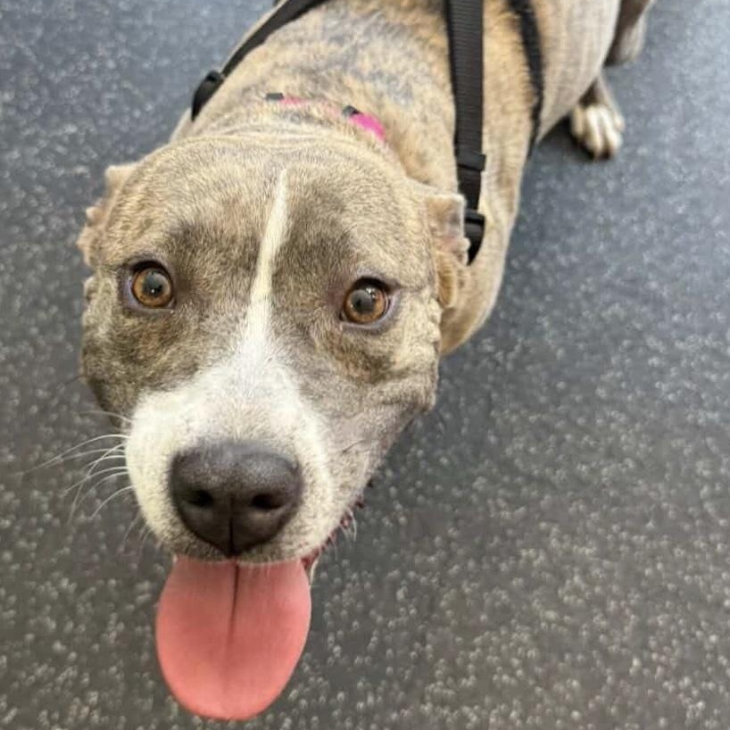 Enlarge Mimi, an adoptable mixed breed in Cedarburg, WI image 3/6