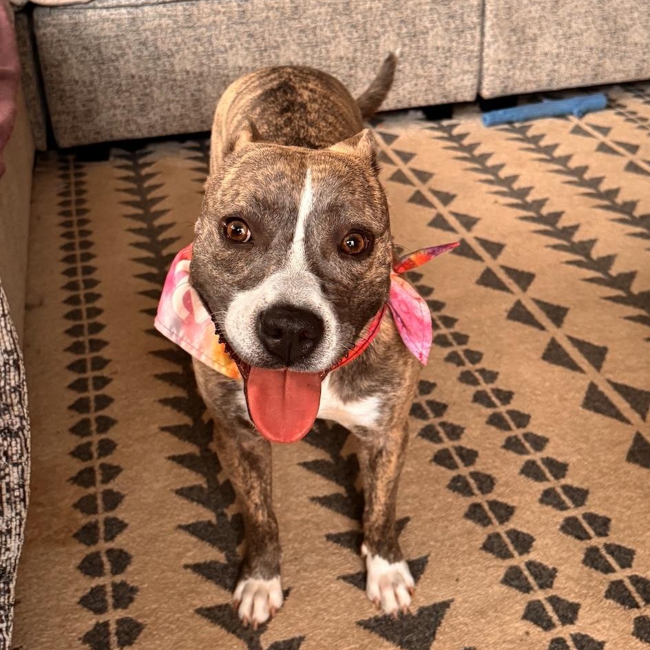 Enlarge Mimi, an adoptable mixed breed in Cedarburg, WI image 2/6