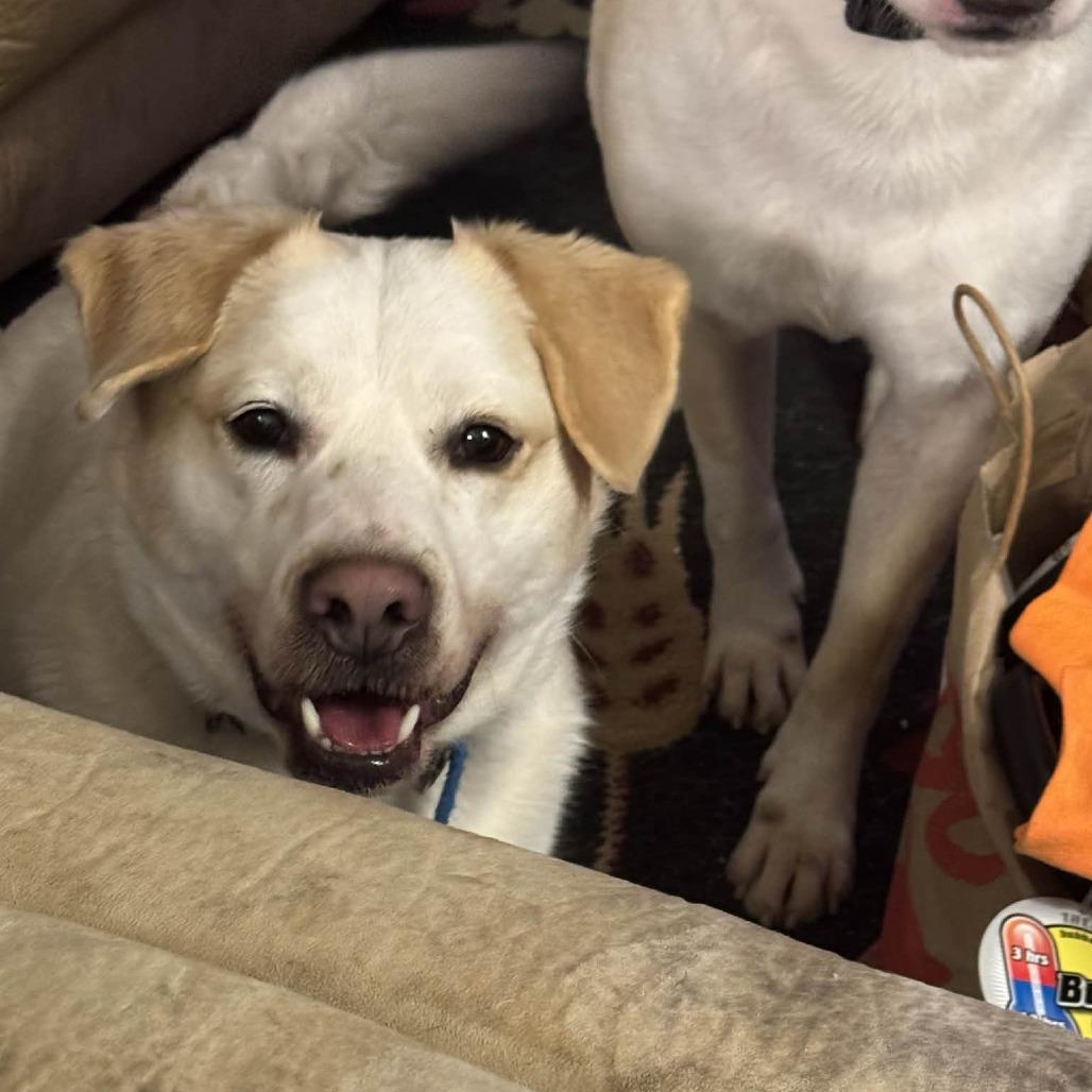 Enlarge Bernard, a Adoptable Labrador Retriever in Hope Mills, NC image 1/1