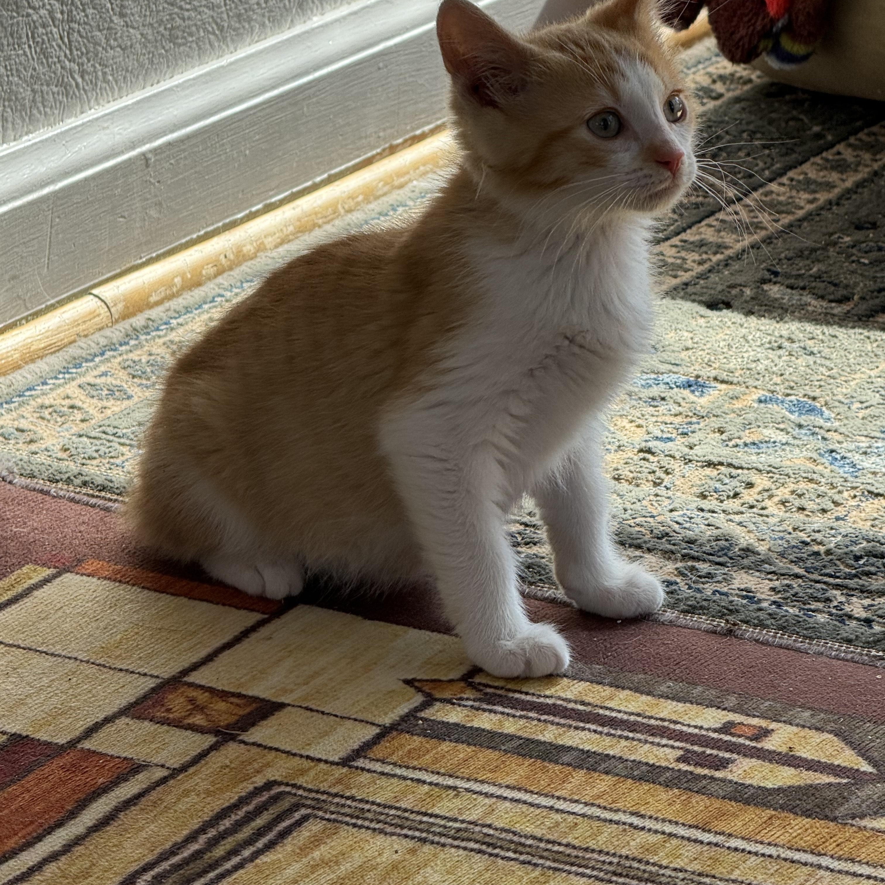 Enlarge Sam, a Adoptable Domestic Short Hair in Butte, MT image 4/4