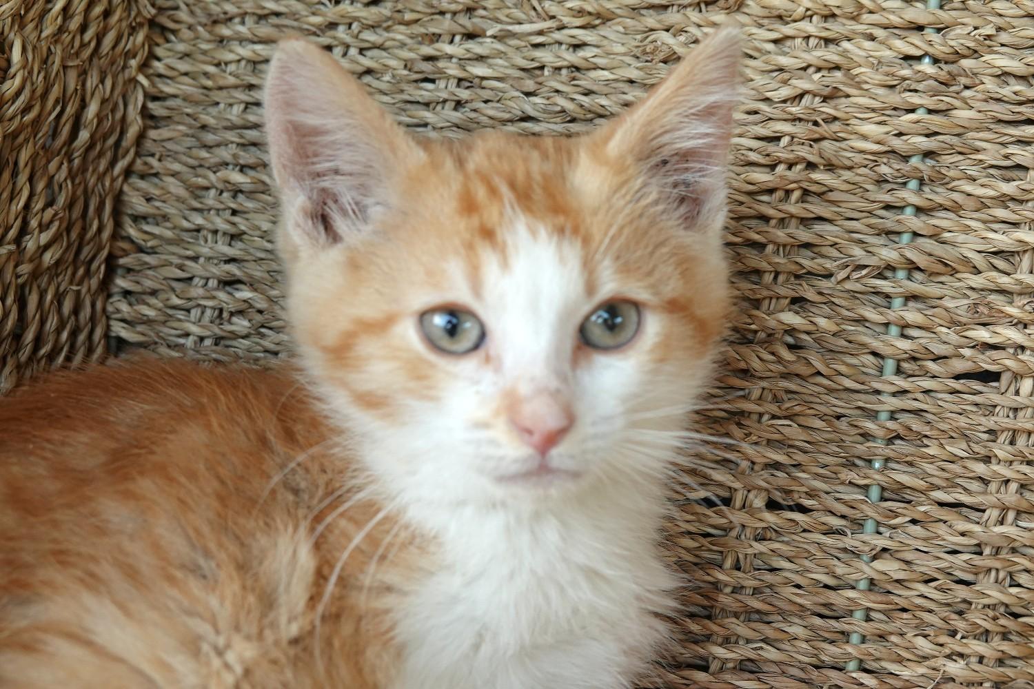 Enlarge Sam, a Adoptable Domestic Short Hair in Butte, MT image 1/4