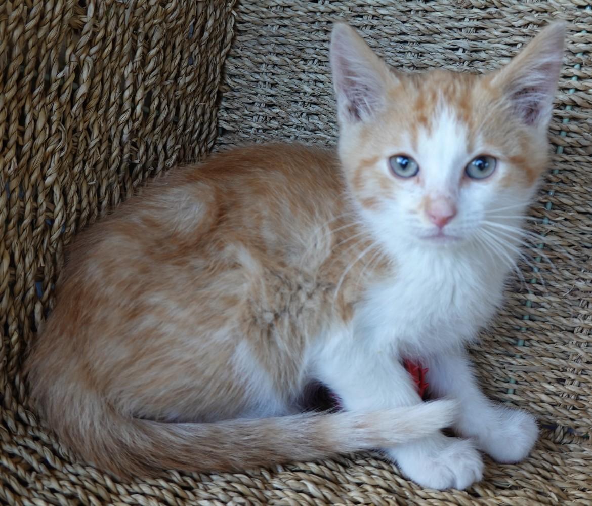 Enlarge Sam, a Adoptable Domestic Short Hair in Butte, MT image 3/4