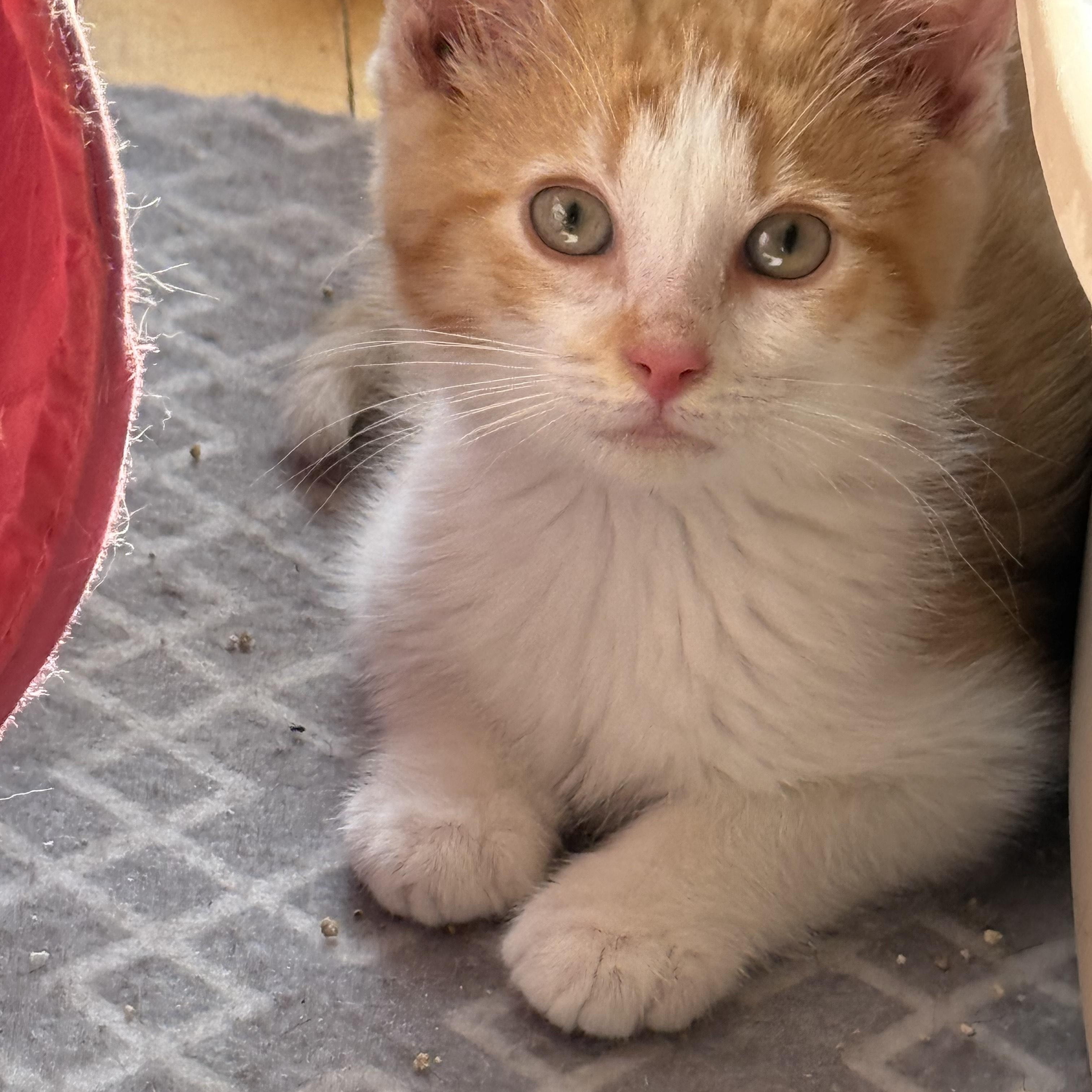 Enlarge Sam, a Adoptable Domestic Short Hair in Butte, MT image 2/4