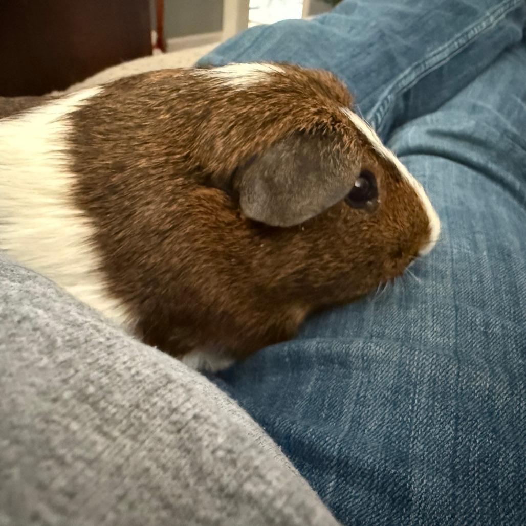 Enlarge Lenny-In Foster, a Adoptable Guinea Pig in Springfield, MA image 1/6