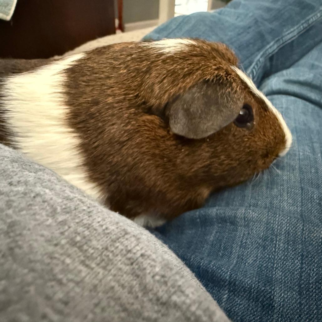 Enlarge Lenny-In Foster, a Adoptable Guinea Pig in Springfield, MA image 3/6