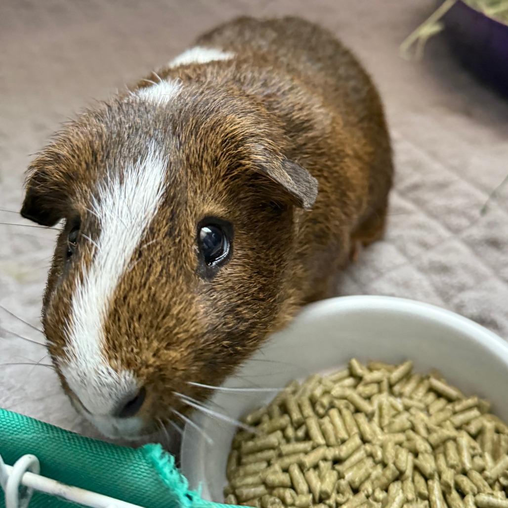 Enlarge Lenny-In Foster, a Adoptable Guinea Pig in Springfield, MA image 4/6