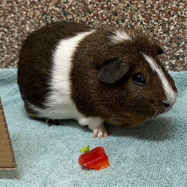 Enlarge Lenny-In Foster, a Adoptable Guinea Pig in Springfield, MA image 5/6