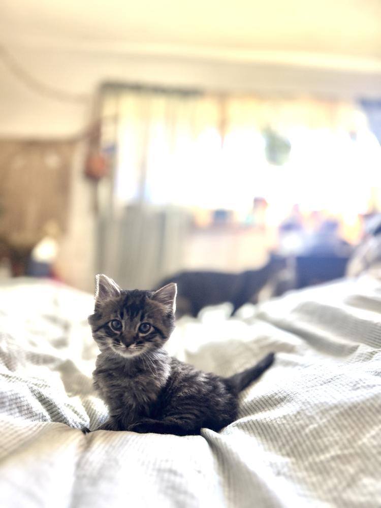 Toulouse, Adoptable, Kitten Male Domestic Short Hair.