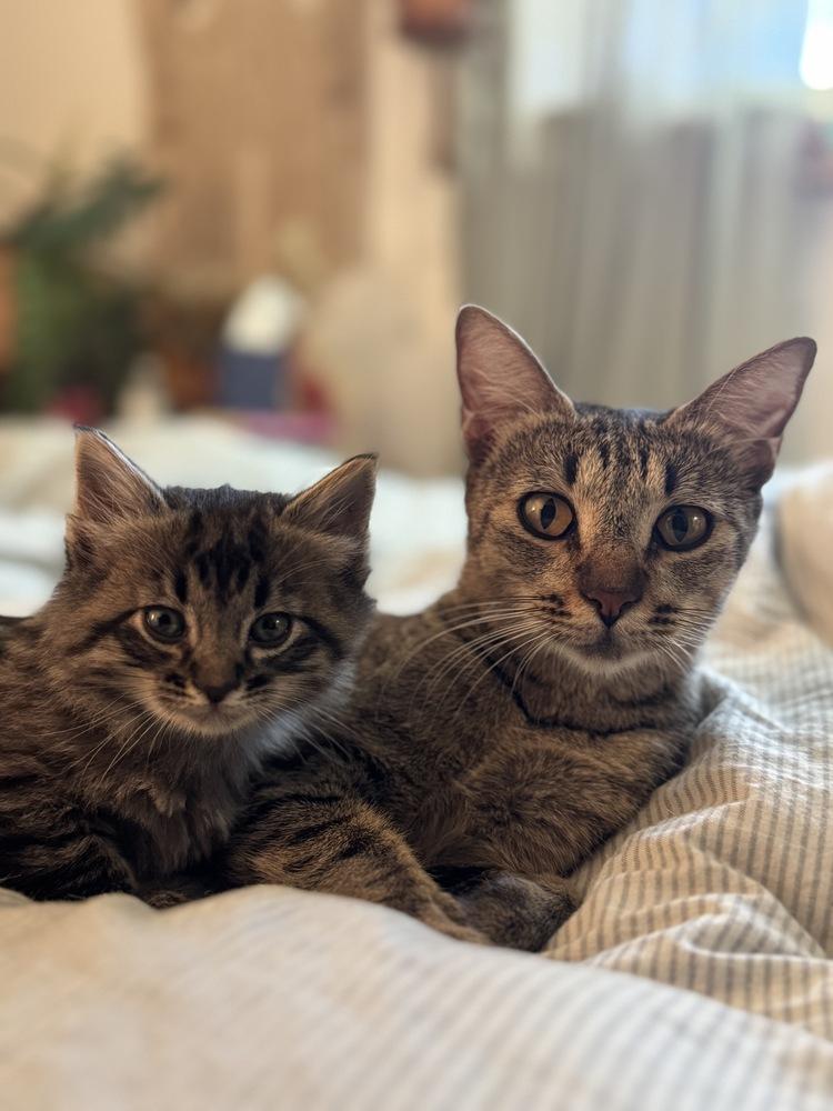 Enlarge Toulouse, a Adoptable Domestic Short Hair in Tucson, AZ image 3/4