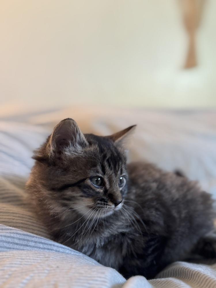 Enlarge Toulouse, a Adoptable Domestic Short Hair in Tucson, AZ image 4/4