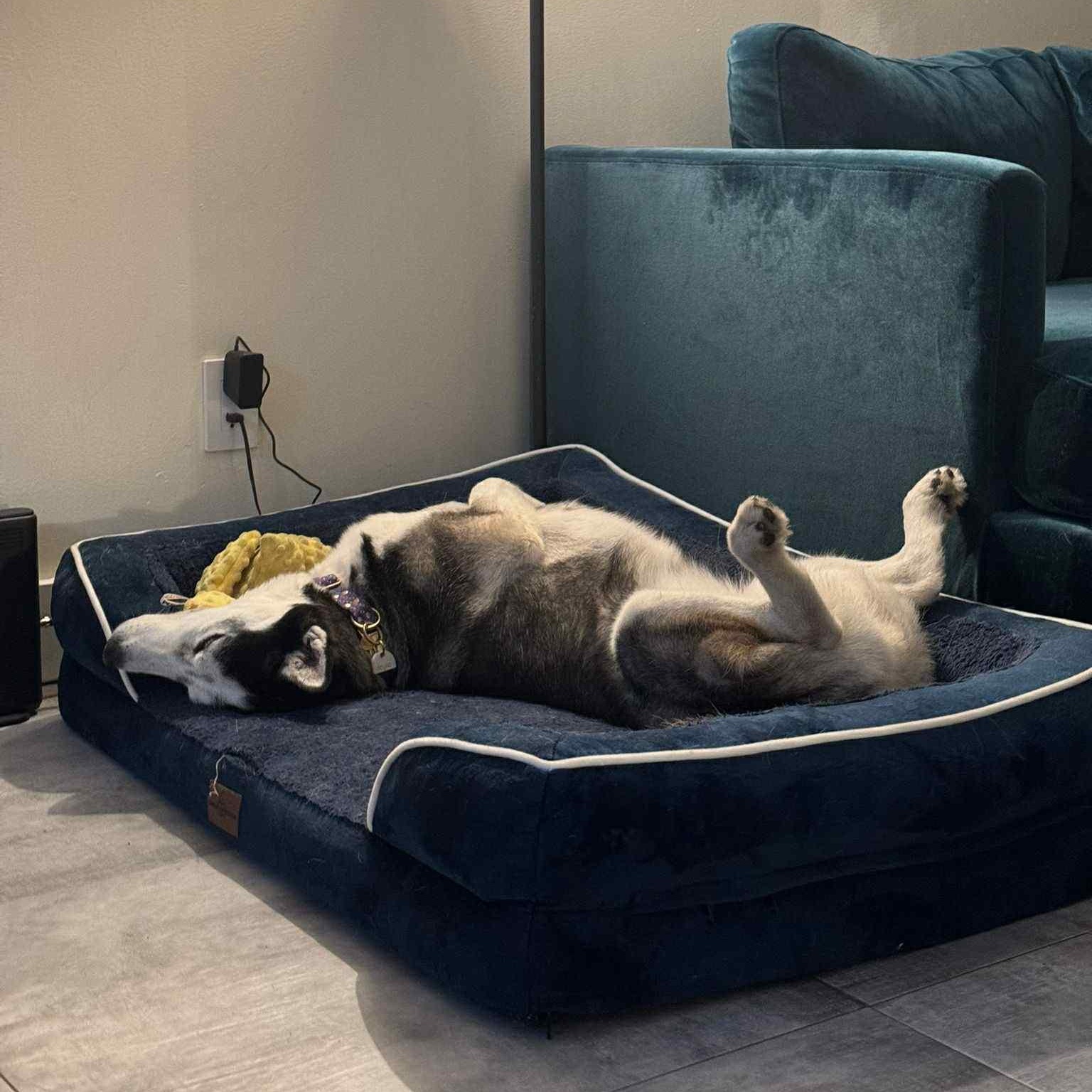 Enlarge Layla, a Adoptable Siberian Husky in Easton, PA image 2/6