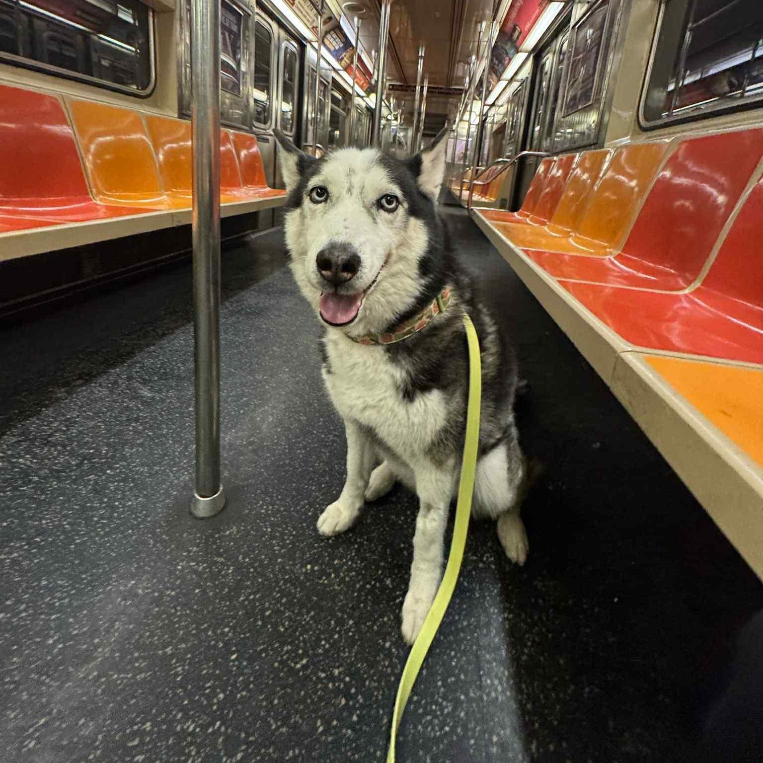 Enlarge Layla, a Adoptable Siberian Husky in Easton, PA image 3/6