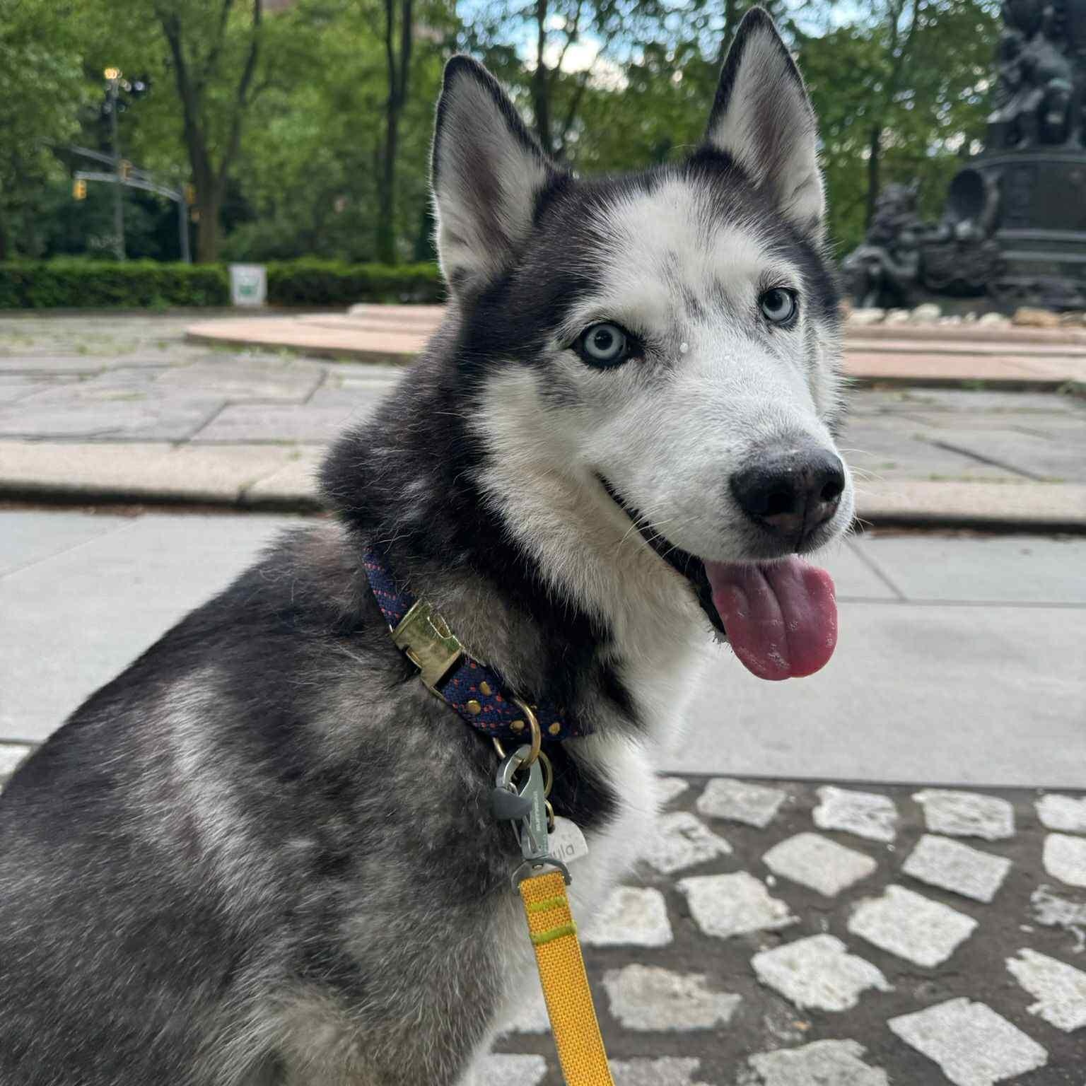Enlarge Layla, a Adoptable Siberian Husky in Easton, PA image 5/6