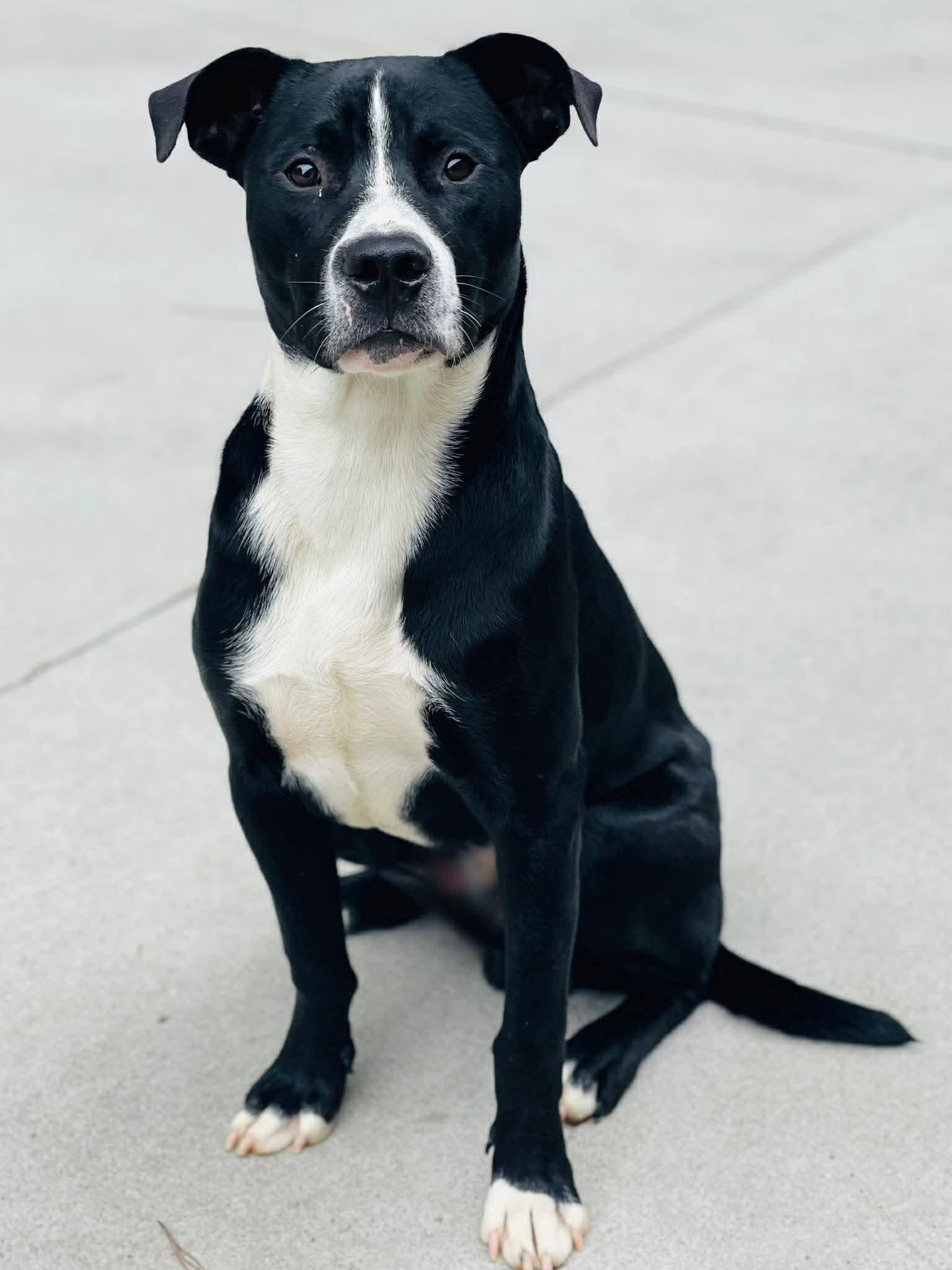 AC- 4470 "Ferb", ADOPTABLE, Adult Male Labrador Retriever & Border Collie.