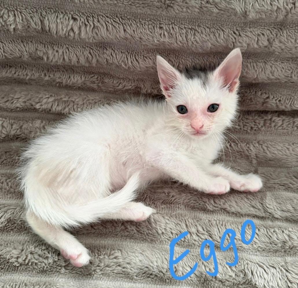 Meow, Rooftop Kittens, a ADOPTABLE American Shorthair in Rochester, NY image 3/4