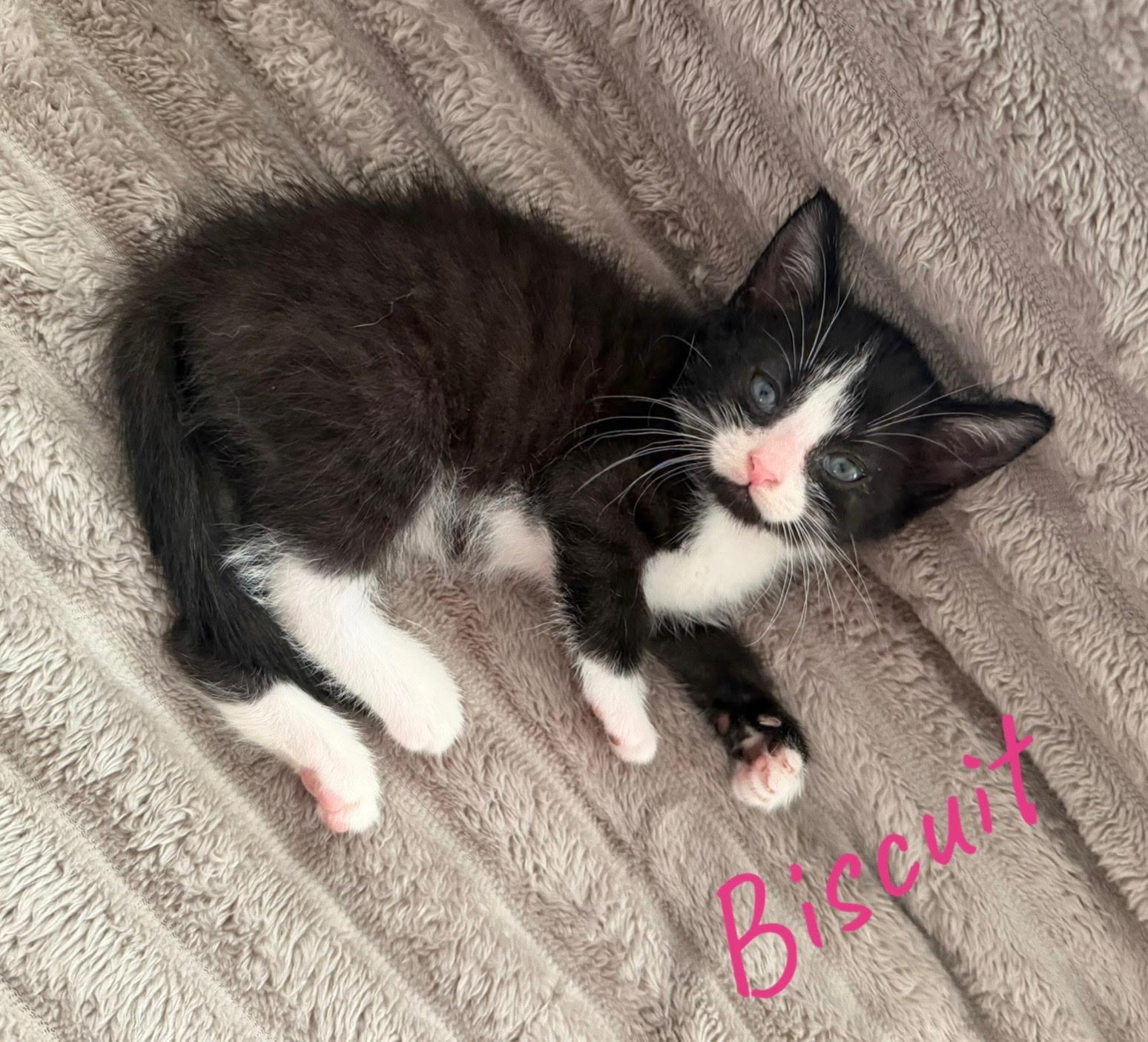 Meow, Rooftop Kittens, a ADOPTABLE American Shorthair in Rochester, NY image 2/4
