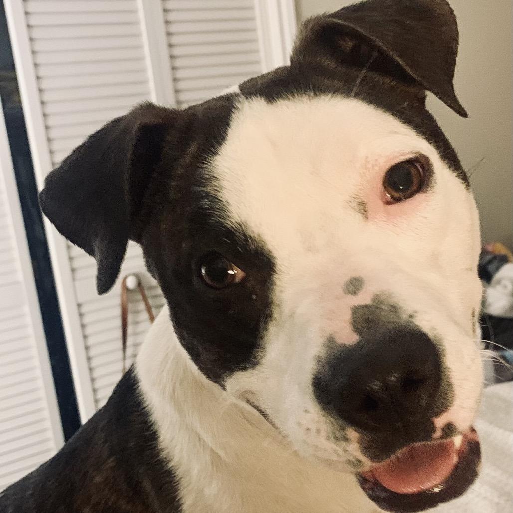 Benny, Adoptable, Adult Male Pit Bull Terrier.