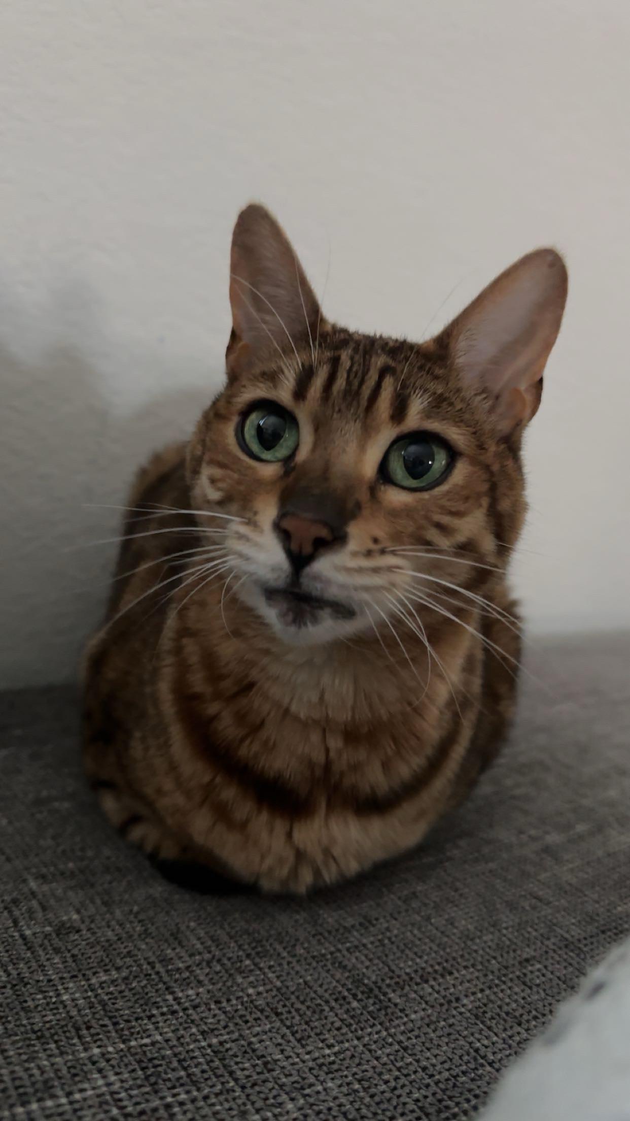Zobi, Adoptable, Adult Female Bengal.