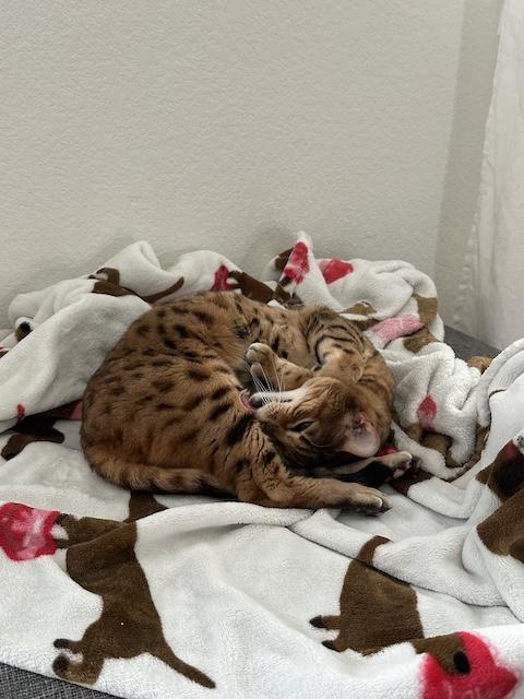 Zobi, a Adoptable Bengal in Denver, CO image 2/5