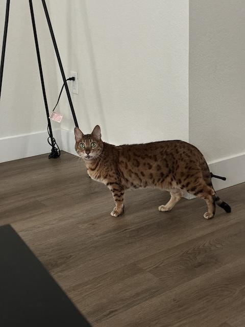 Zobi, a Adoptable Bengal in Denver, CO image 3/5