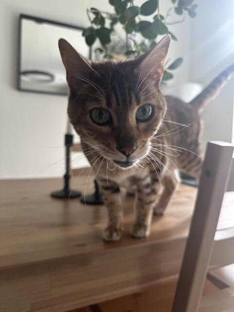 Zobi