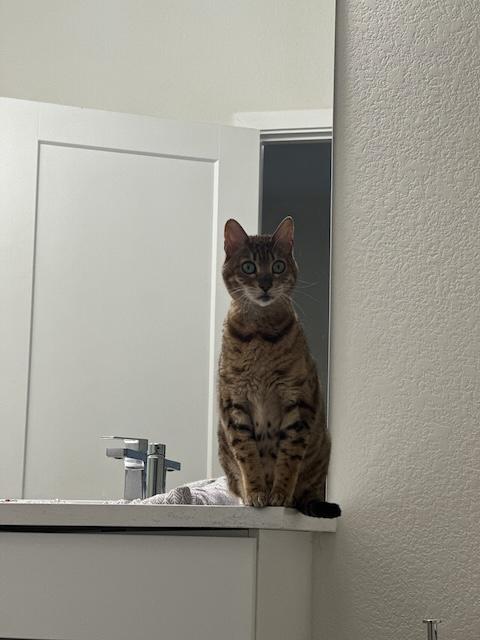 Zobi, a Adoptable Bengal in Denver, CO image 5/5