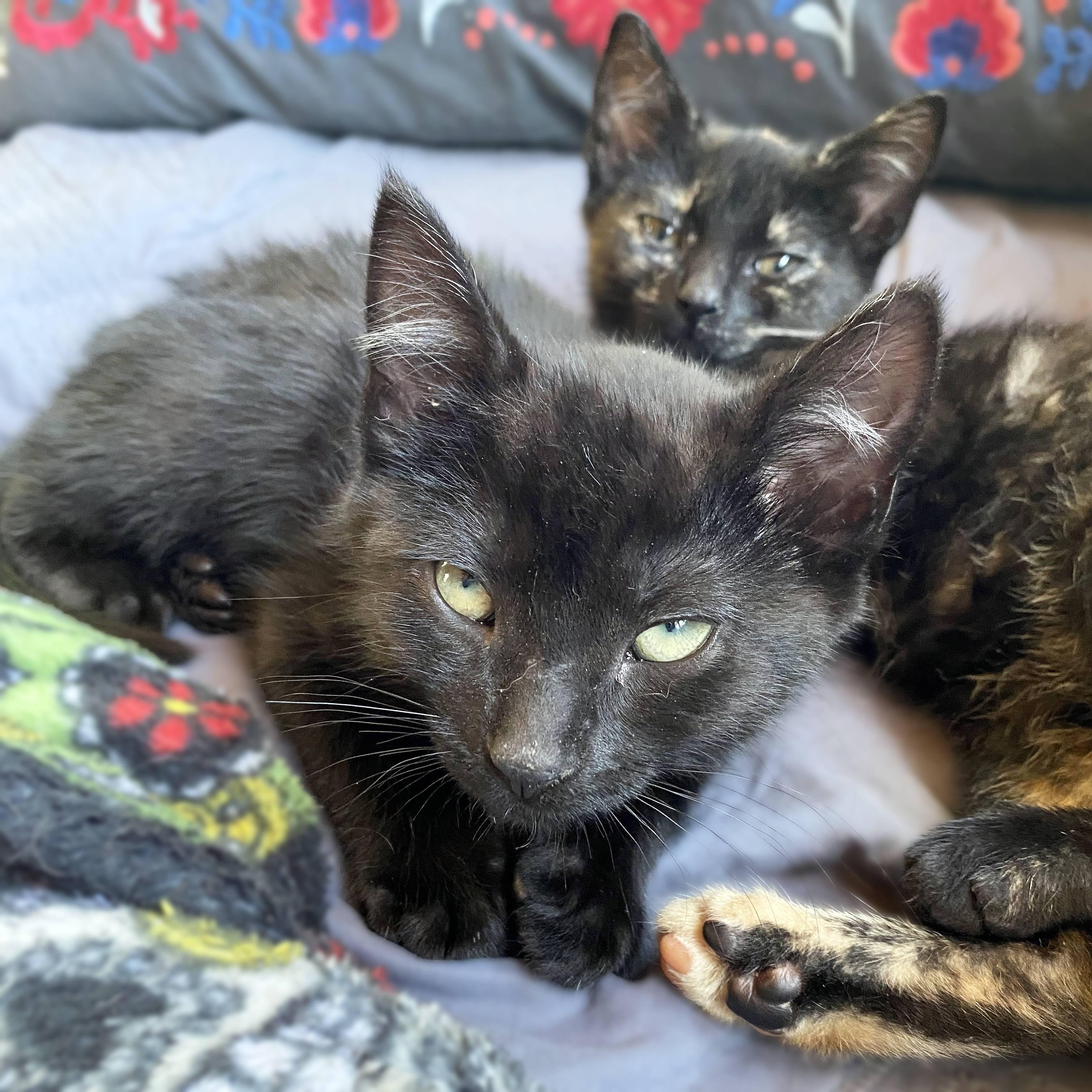 Enlarge Rocket, a Adoptable Domestic Short Hair in New Cumberland, PA image 6/6