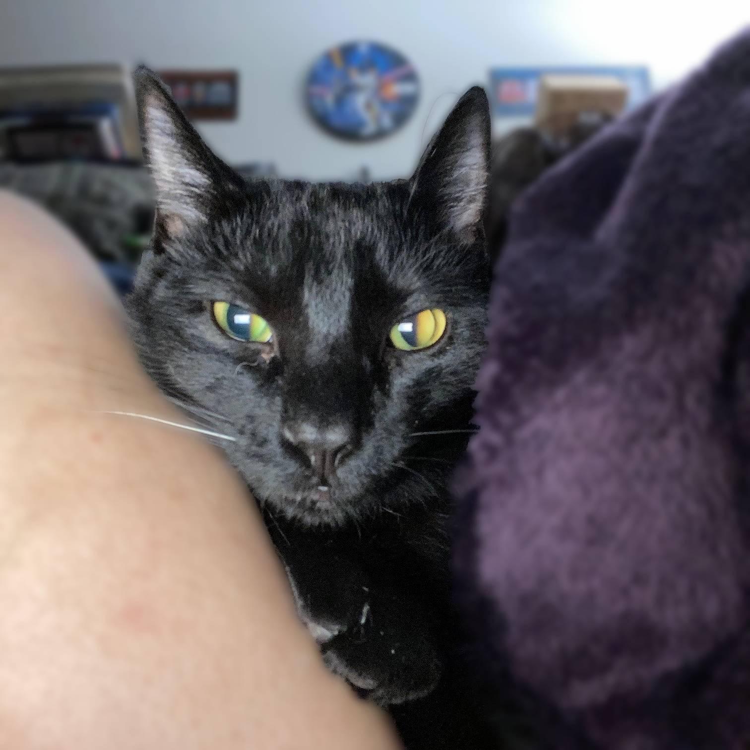 Enlarge Rocket, a Adoptable Domestic Short Hair in New Cumberland, PA image 3/6