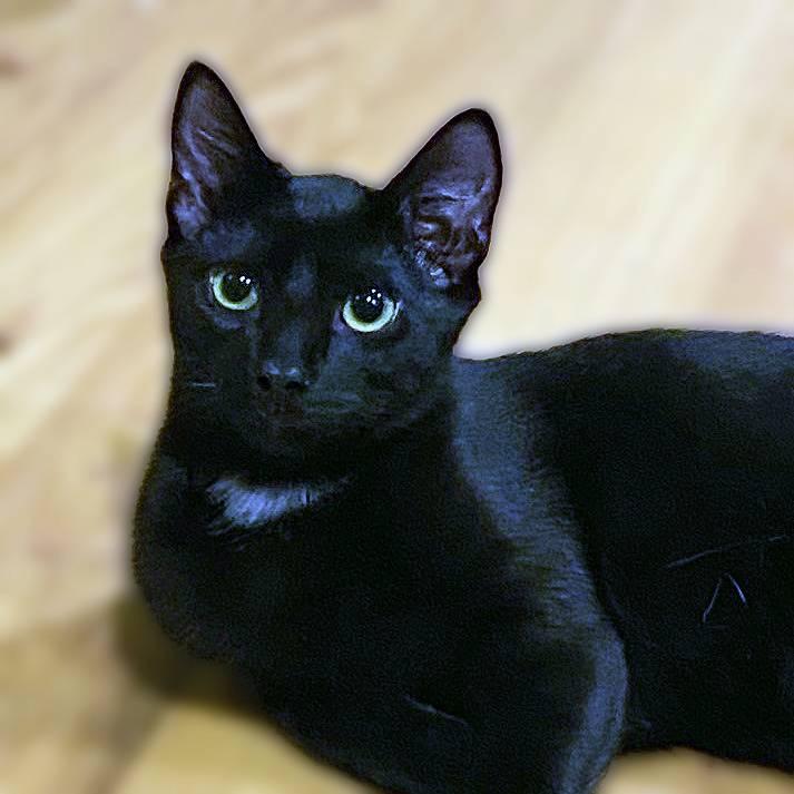 Enlarge Rocket, a Adoptable Domestic Short Hair in New Cumberland, PA image 1/6