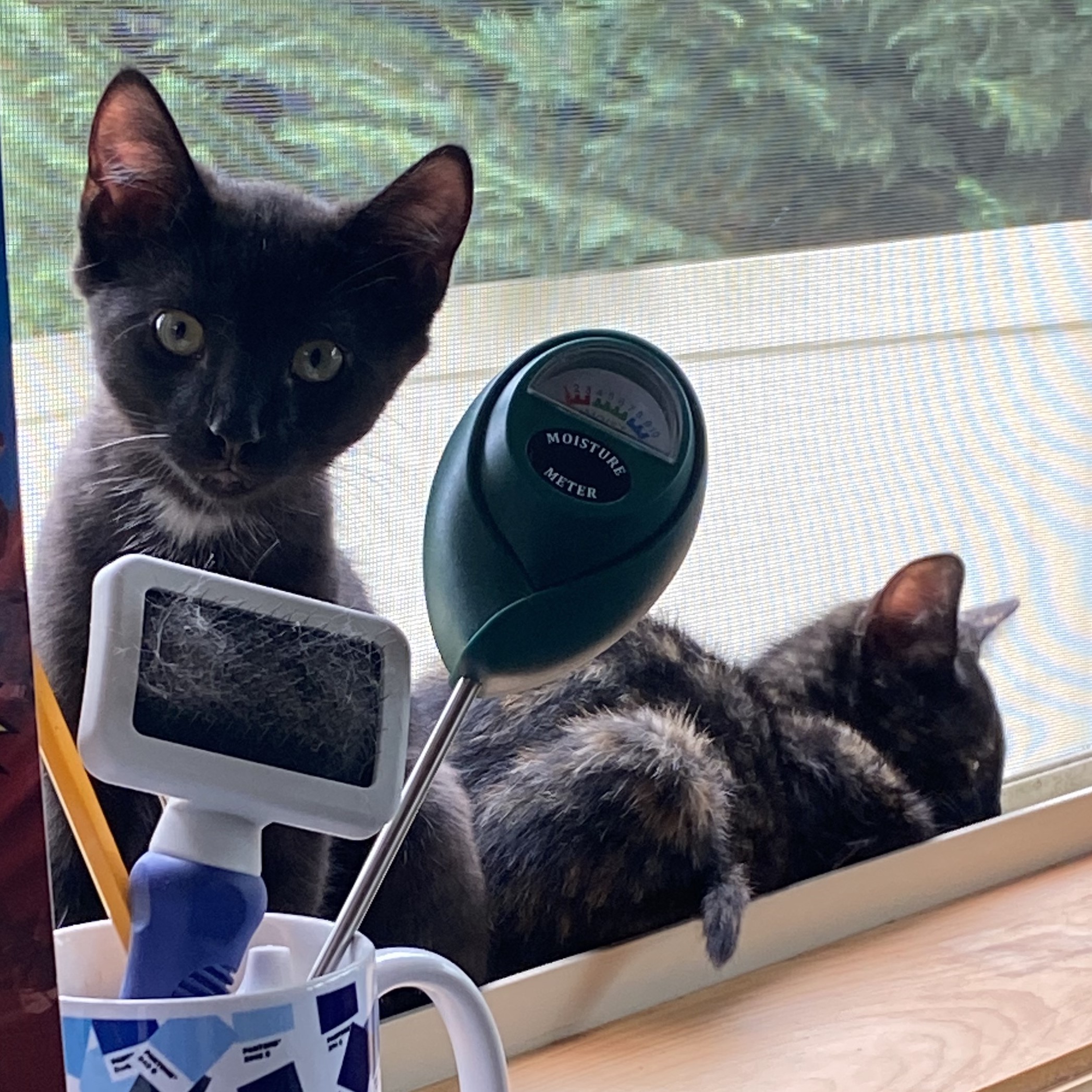 Rocket, a Adoptable Domestic Short Hair in New Cumberland, PA image 5/6