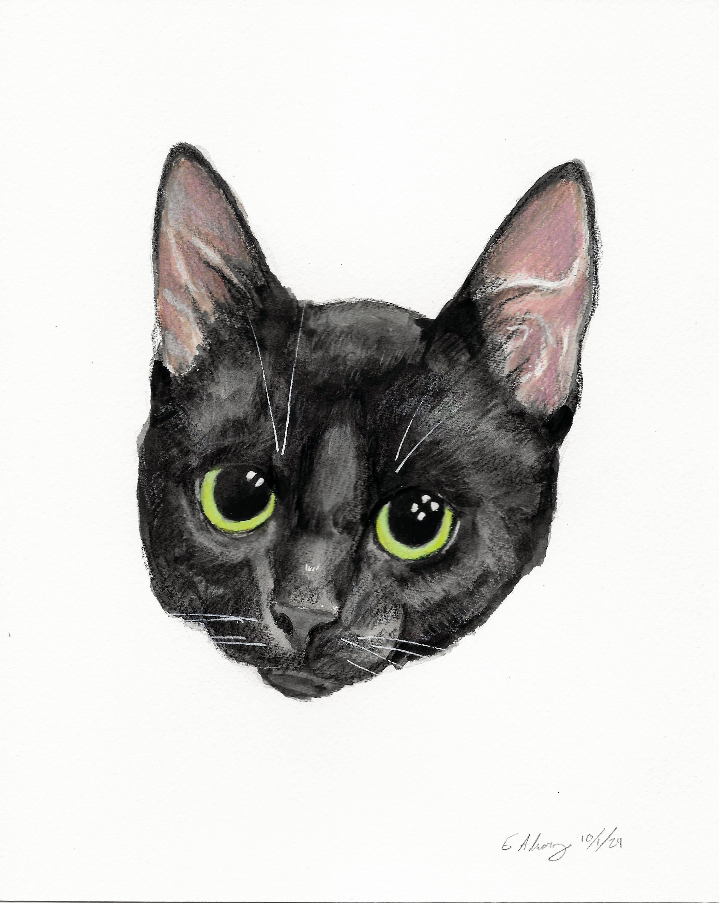 Enlarge Rocket, a Adoptable Domestic Short Hair in New Cumberland, PA image 2/6