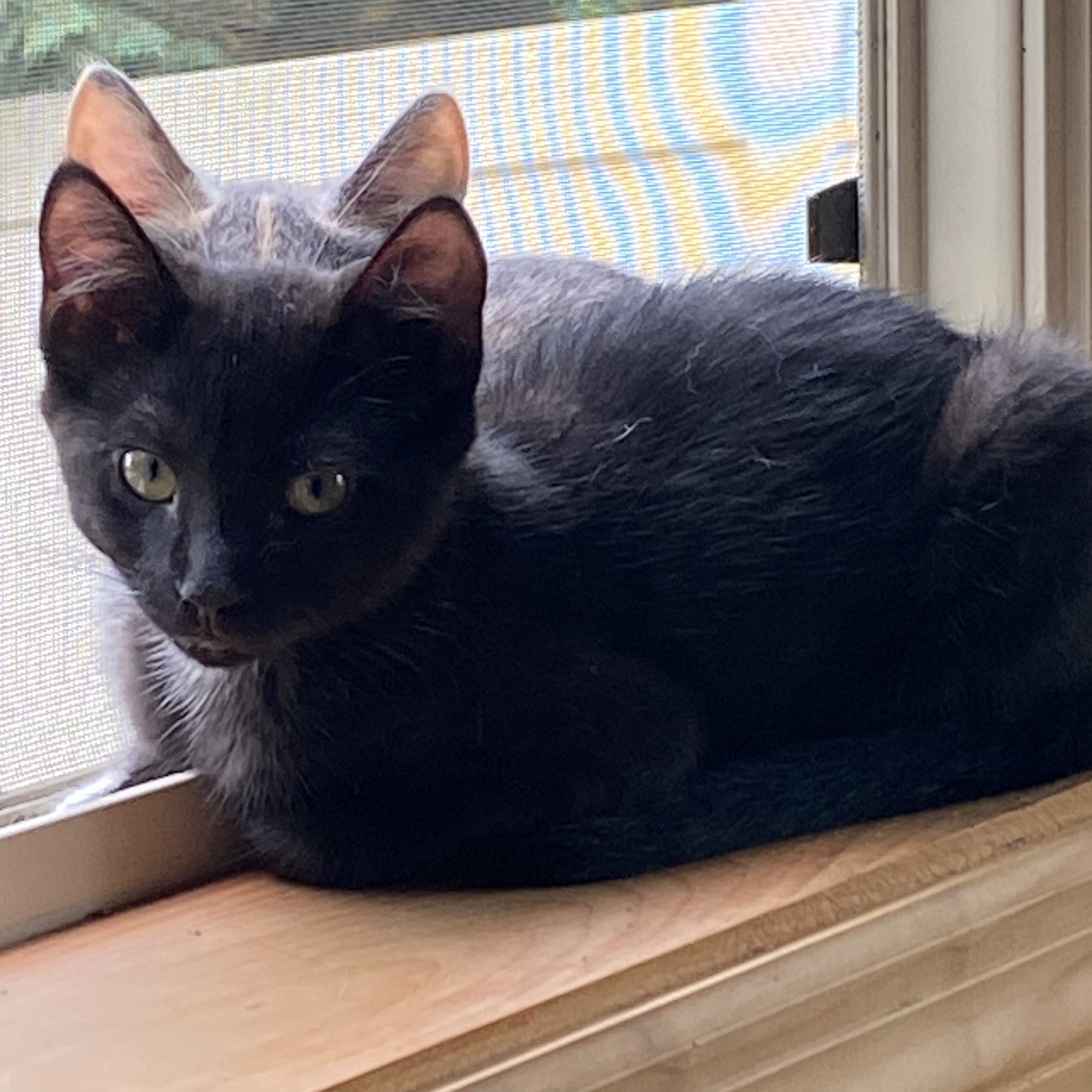 Rocket, a Adoptable Domestic Short Hair in New Cumberland, PA image 4/6