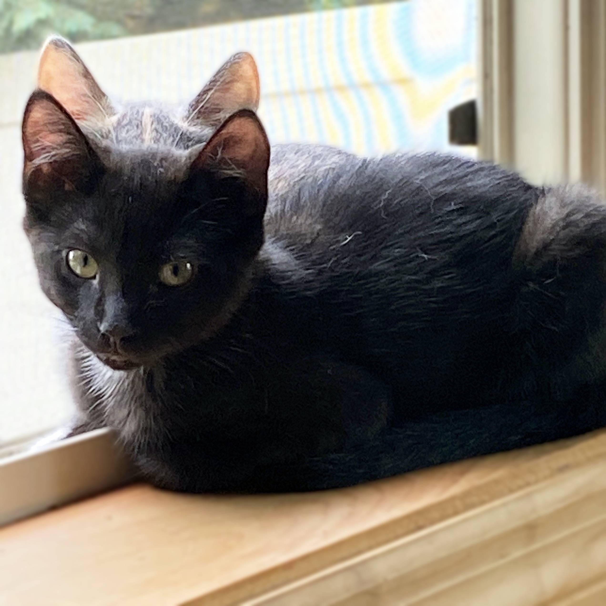 Enlarge Rocket, a Adoptable Domestic Short Hair in New Cumberland, PA image 4/6