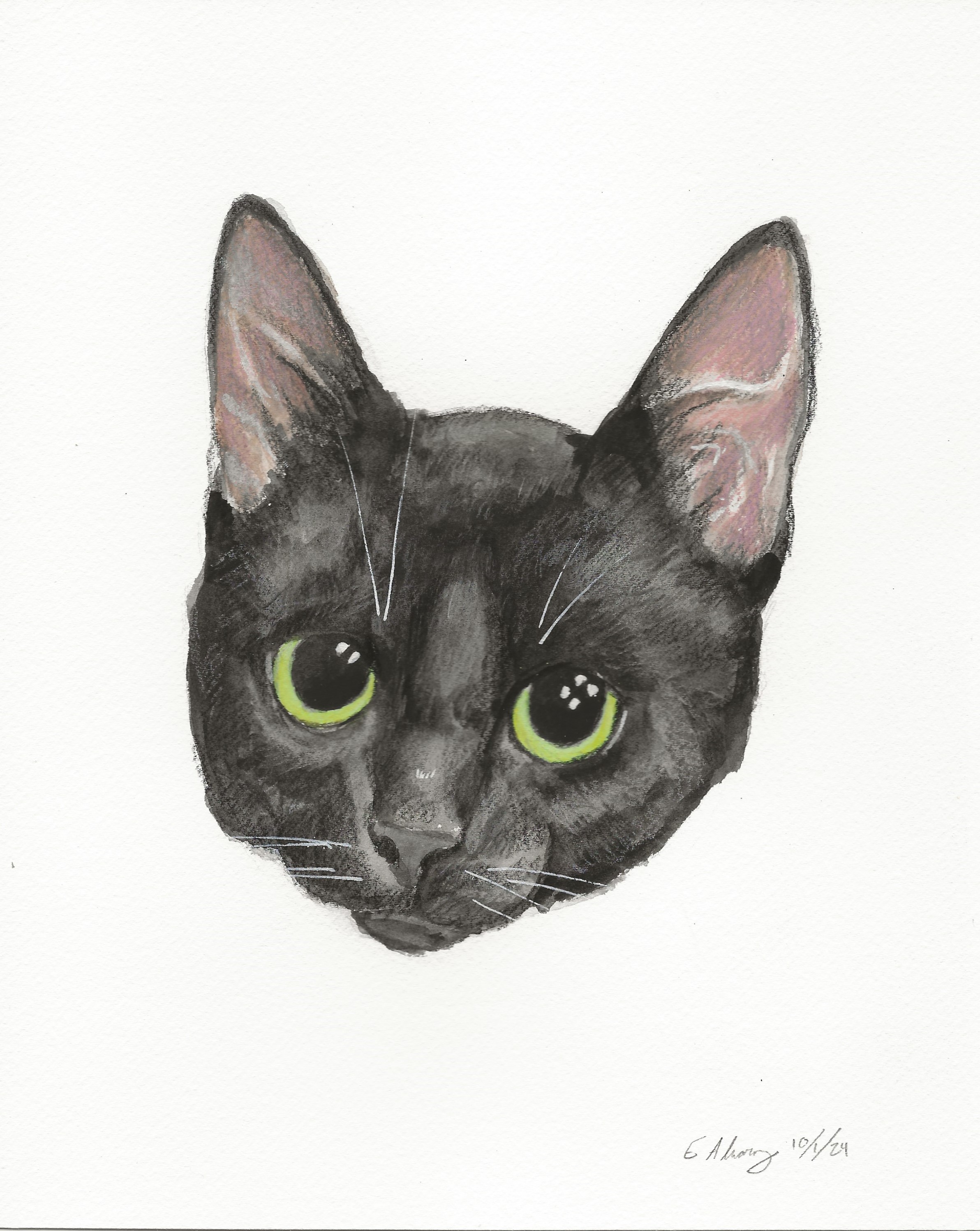 Rocket, a Adoptable Domestic Short Hair in New Cumberland, PA image 2/6