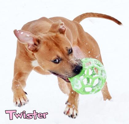Enlarge Twister, a Adoptable mixed breed in Mason, MI image 2/2